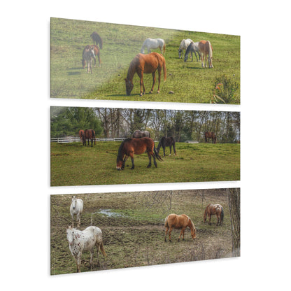 U R There Photography County Ponies Rustic Farmhouse 3-Panel Acrylic Wall Print