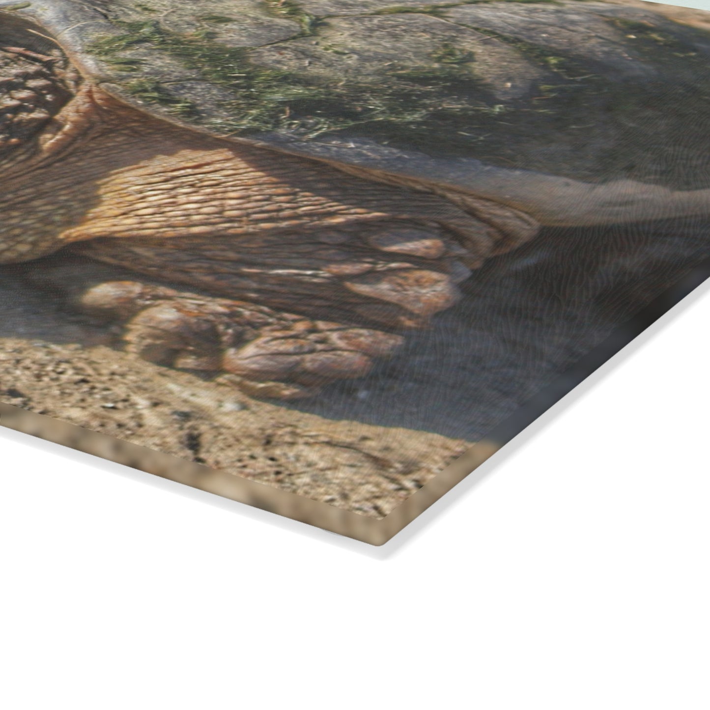 U R There Photography Fargo Road Turtle Rustic Farmhouse Tempered-Glass Cutting Board