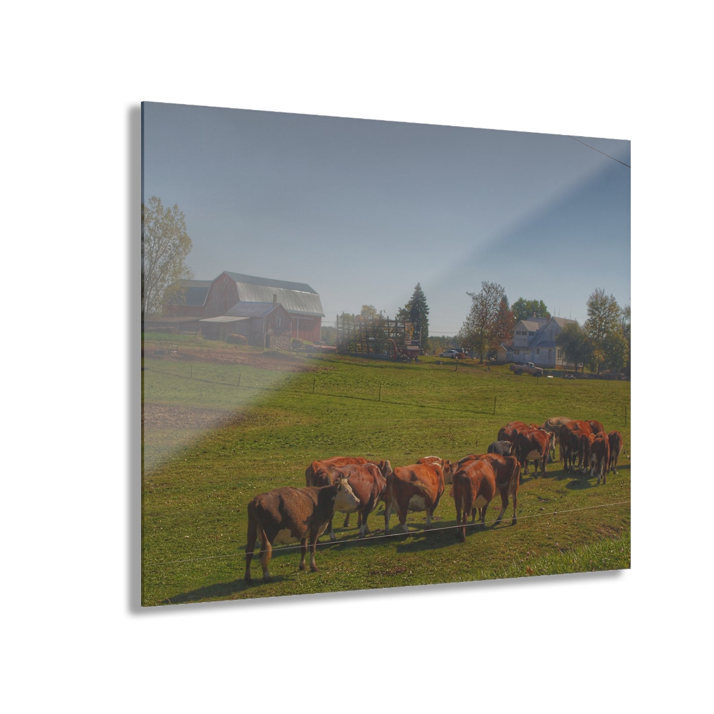 U R There Photography Plain Road Farm and Cows Rustic Farmhouse Acrylic Wall Print