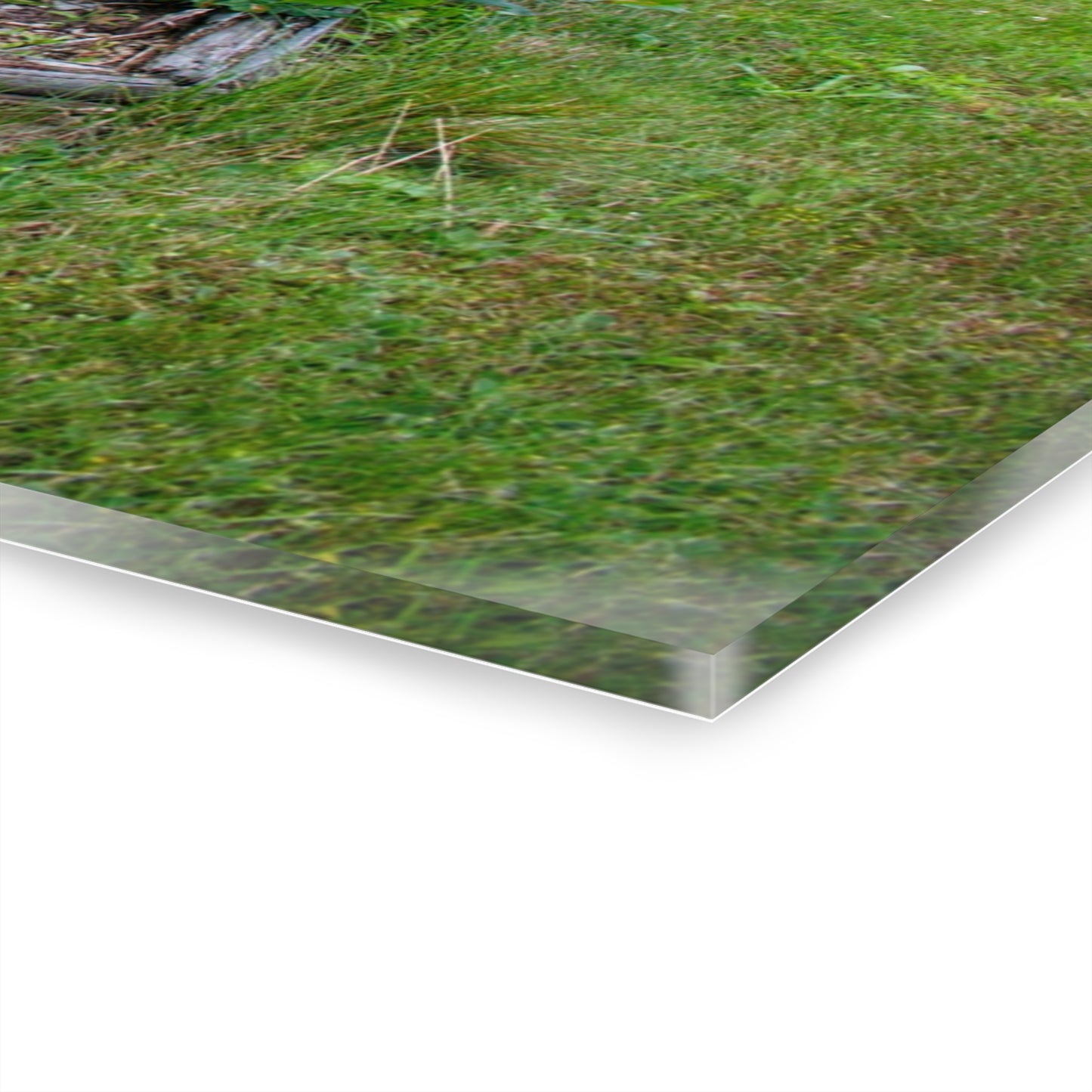 U R There Photography Farm Yard Art Rustic Farmhouse Acrylic Wall Print