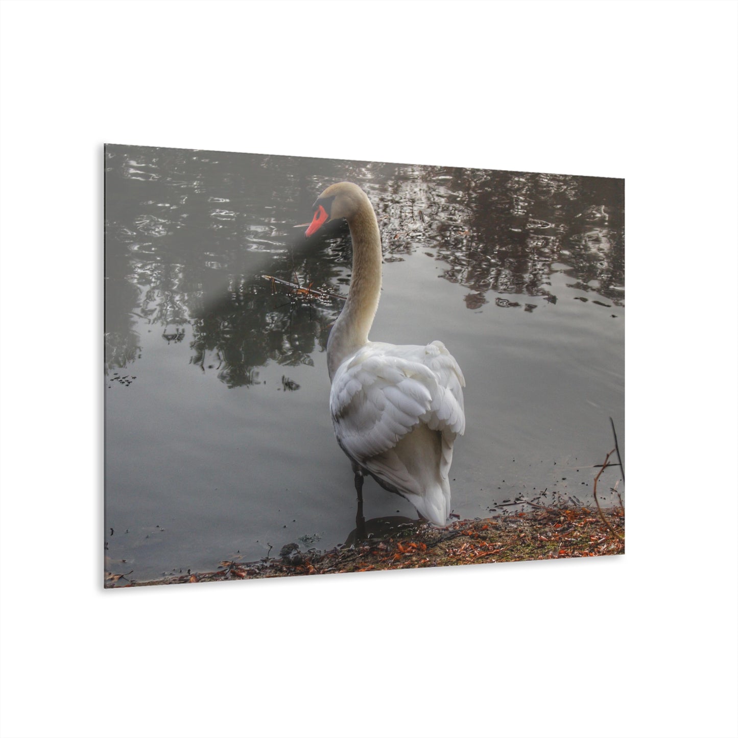 U R There Photography Swans of Duck Lake III Rustic Farmhouse Acrylic Wall Print