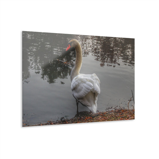 U R There Photography Swans of Duck Lake III Rustic Farmhouse Acrylic Wall Print