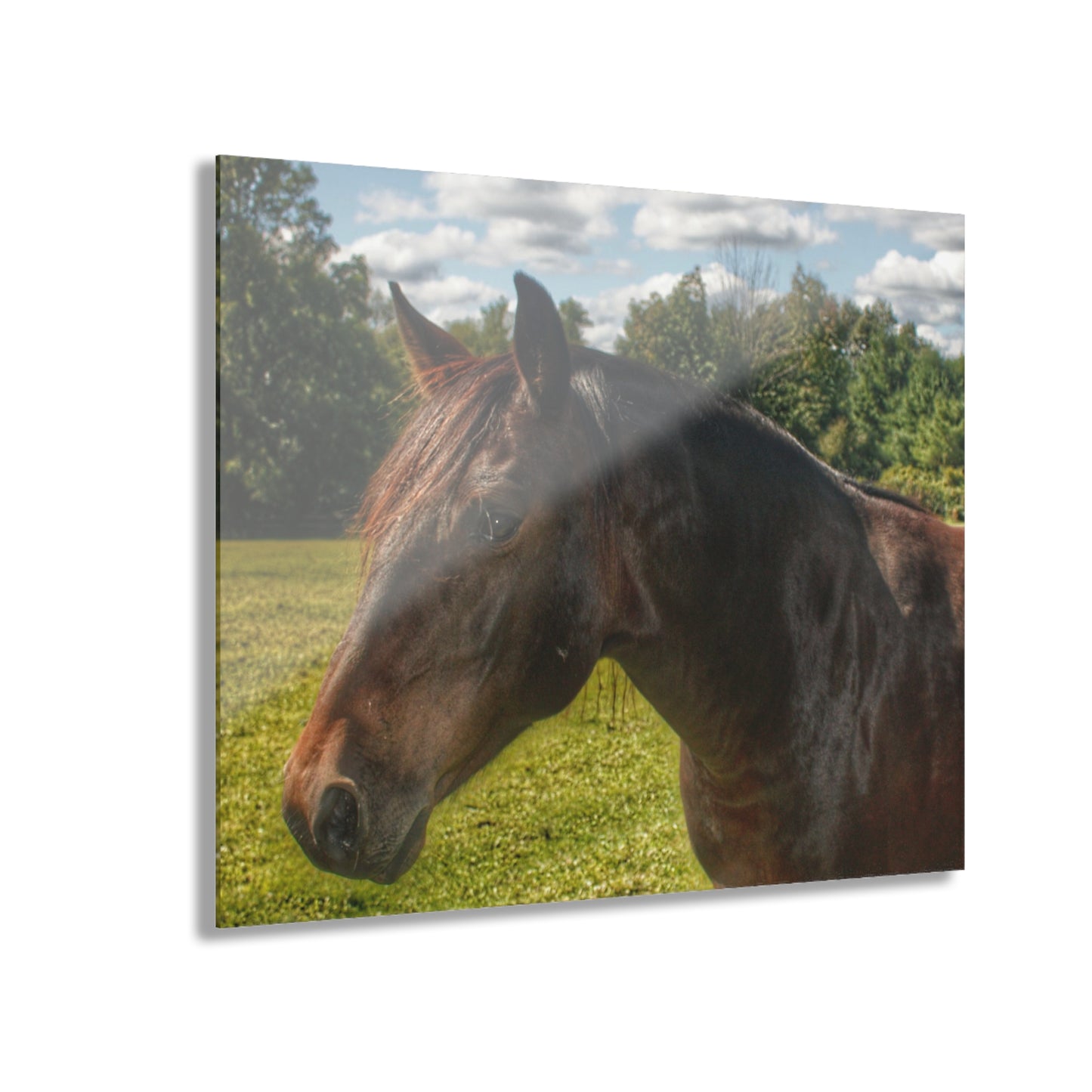U R There Photography Brown Beauty I Rustic Farmhouse Acrylic Wall Print