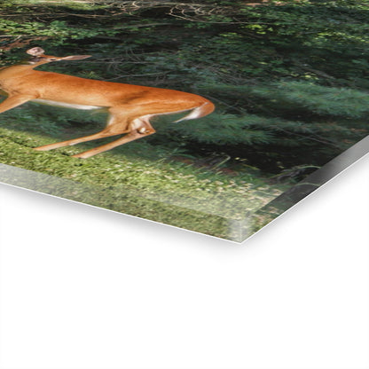 U R There Photography Mitchell Road Doe Rustic Farmhouse Acrylic Wall Print