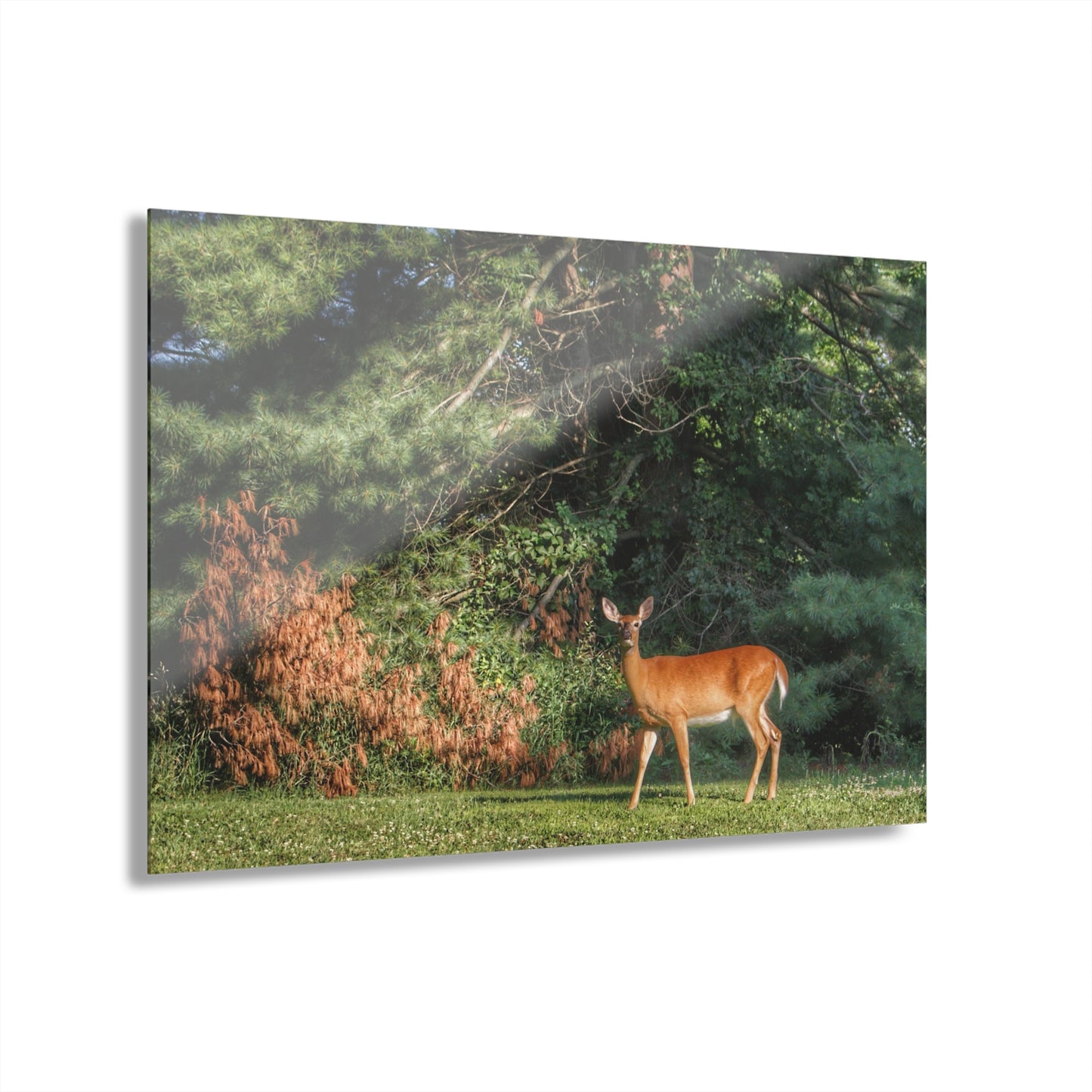 U R There Photography Mitchell Road Doe Rustic Farmhouse Acrylic Wall Print