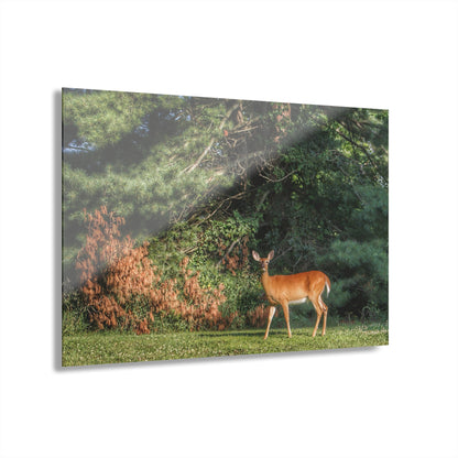 U R There Photography Mitchell Road Doe Rustic Farmhouse Acrylic Wall Print