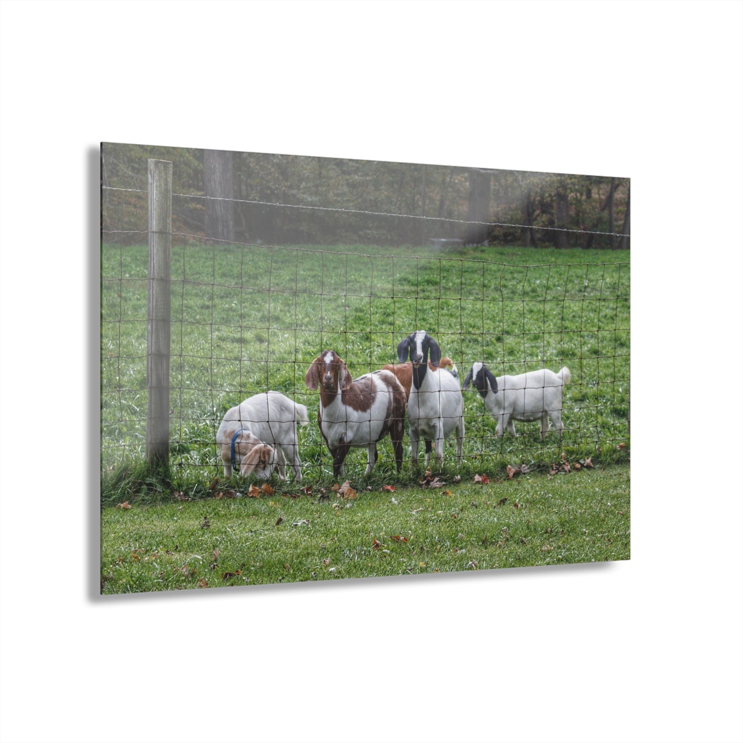 Barn Boutique Modern Farmhouse Acrylic Wall Print| Goats of Ortonville II