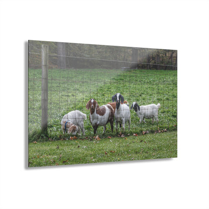 Barn Boutique Modern Farmhouse Acrylic Wall Print| Goats of Ortonville II