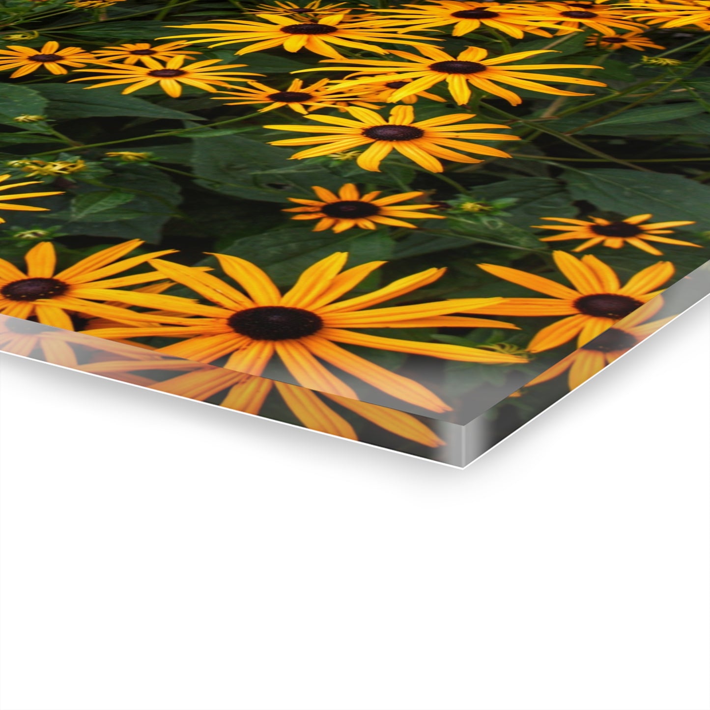 U R There Photography Black-Eyed Susan Rustic Farmhouse Acrylic Wall Print