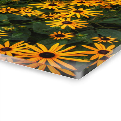 U R There Photography Black-Eyed Susan Rustic Farmhouse Acrylic Wall Print