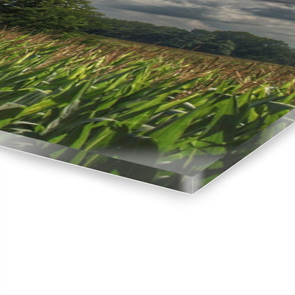 U R There Photography Grey Barn in a Cornfield Rustic Farmhouse Acrylic Wall Print