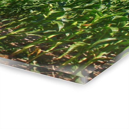 U R There Photography Frog Barn Rustic Farmhouse Acrylic Wall Print