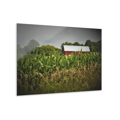 U R There Photography July Corn Rustic Farmhouse Acrylic Wall Print