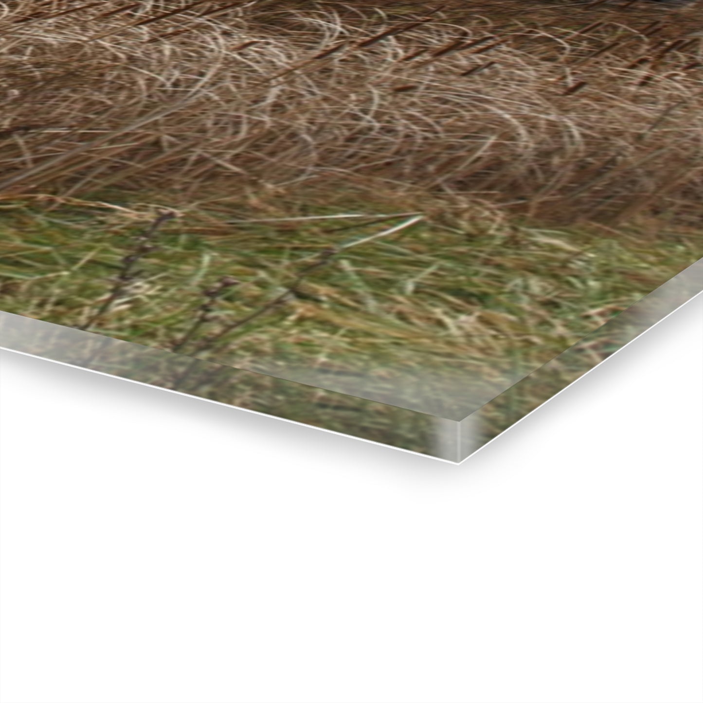 U R There Photography Grey Saltbox Rustic Farmhouse Acrylic Wall Print