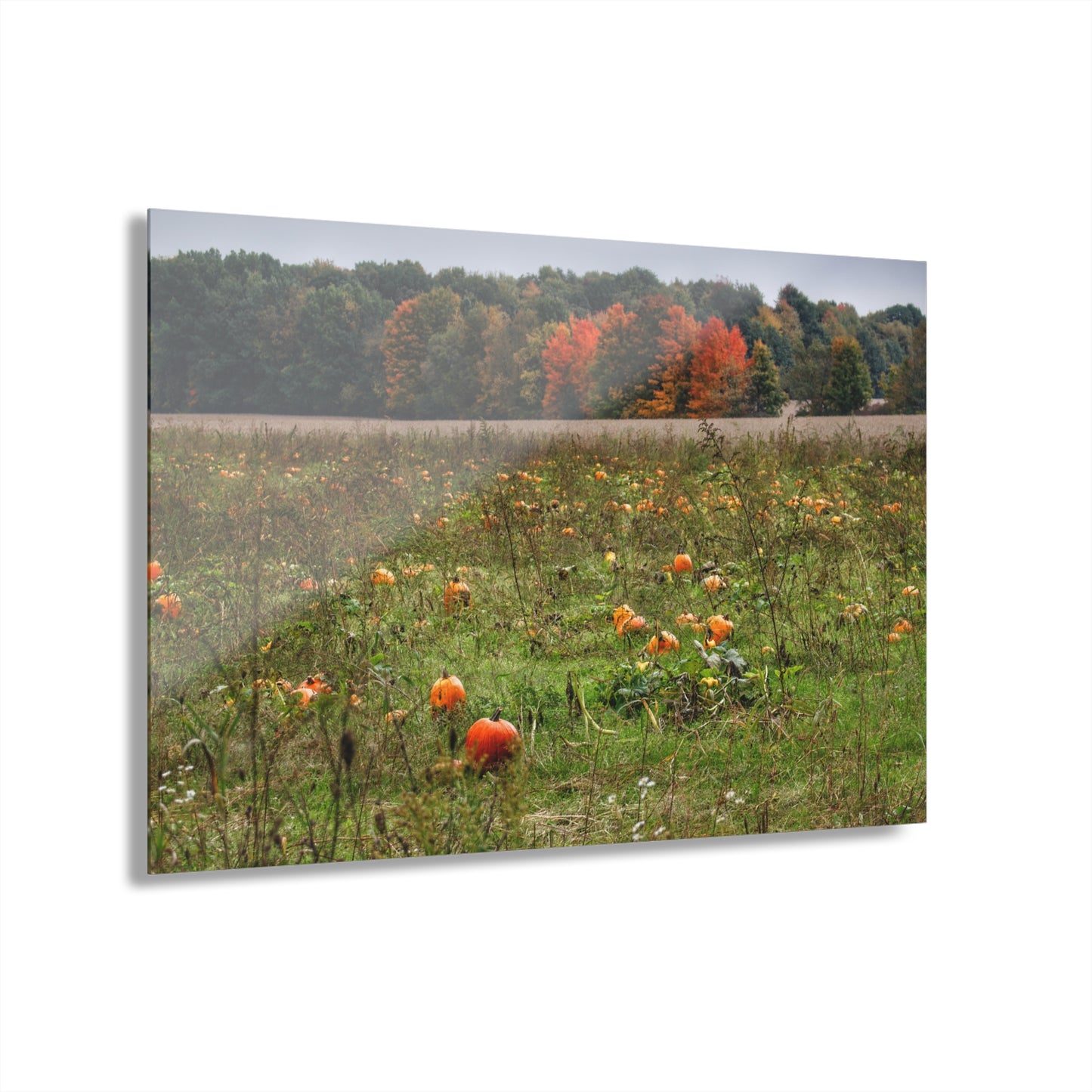 U R There Photography Once Upon a Time in a Pumpkin Patch Rustic Farmhouse Acrylic Wall Print