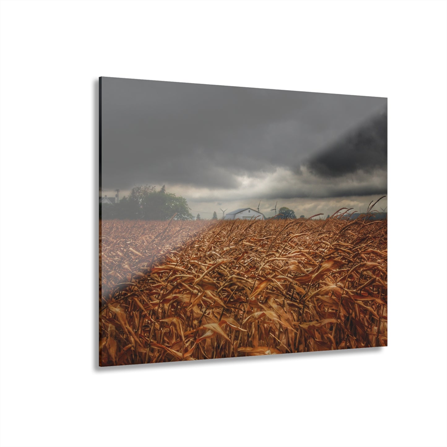 U R There Photography Garner Road Hidden White Rustic Farmhouse Acrylic Wall Print