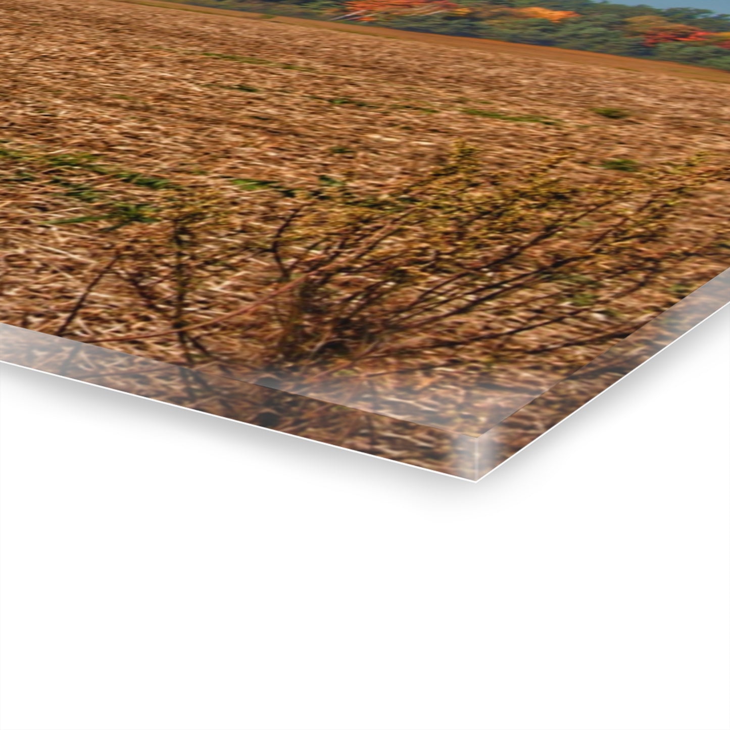 U R There Photography Rowe Road Farm Across the Field Rustic Farmhouse Acrylic Wall Print