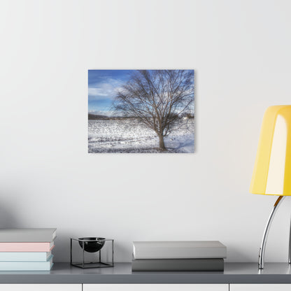 Barn Boutique Modern Farmhouse Acrylic Wall Print| Winter Farm Willow Tree